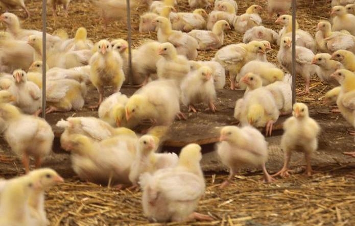 JOTAFAN system ważenia WGJ-8 Szalka WGJ-W w kurniku